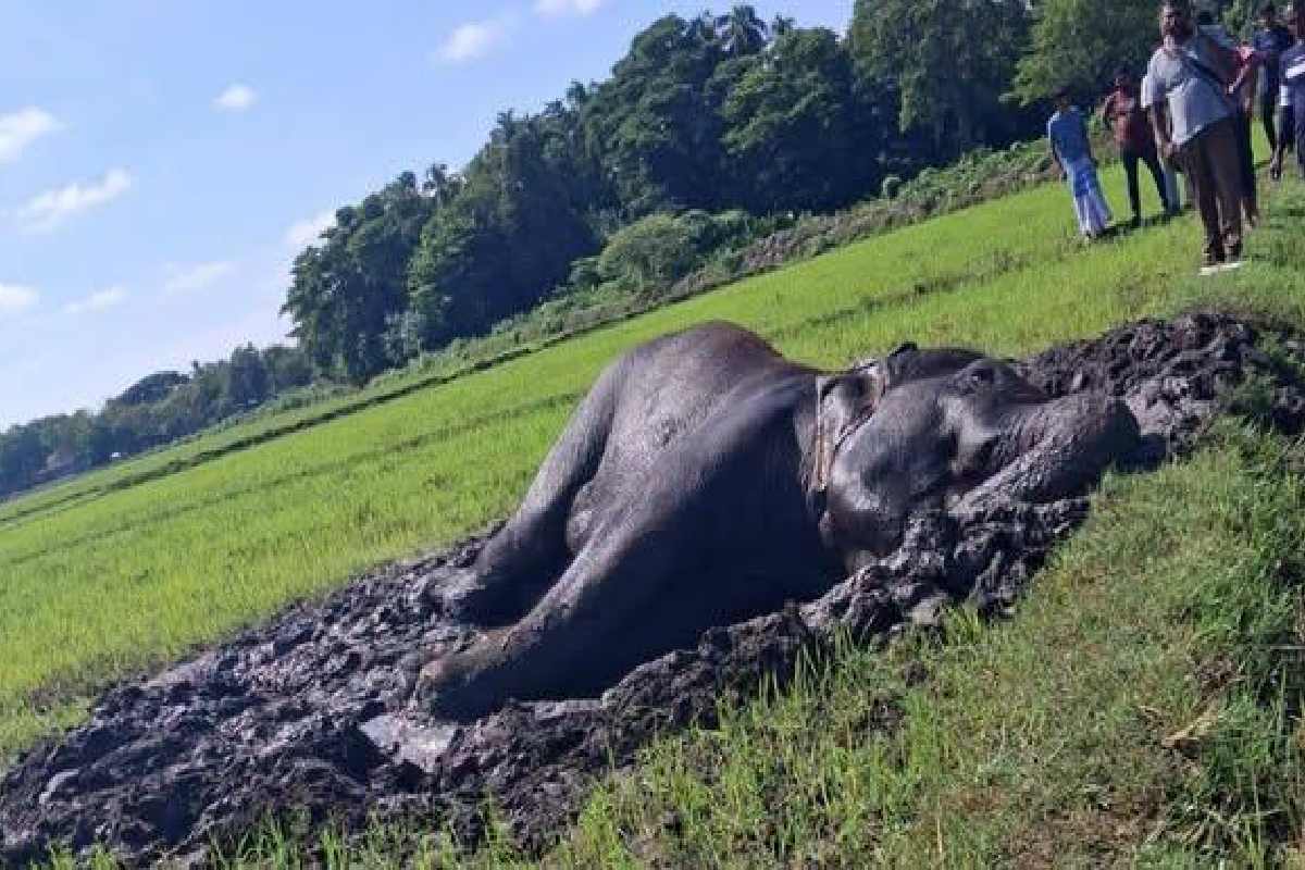 சேற்றில் சிக்கி உயிருக்குப் போராடும் யானை; அவசர கோரிக்கை | Elephant Trapped In Mud And Fighting For Its Life