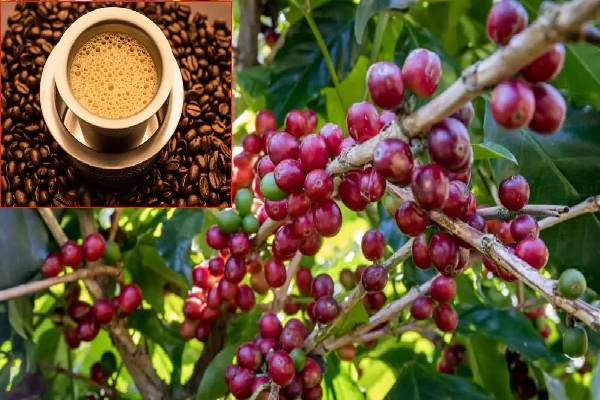 international coffee day: நீங்களும் காபி பிரியரா? காபி கண்டுபிடிக்கப்பட்டது இப்படி தானாம்! | Histrory Of International Coffee Day October 1