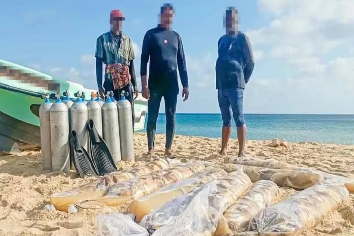 யாழில் சட்டவிரோதமாக கடலட்டைகளை கடத்திய மூவர் கைது | Three Arrested Illegally Smuggling Sea Jaffna