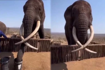 வெறும் 4 நொடியில் யானை செய்த காரியம்! நீங்களே அசந்துபோயிடுவீங்க