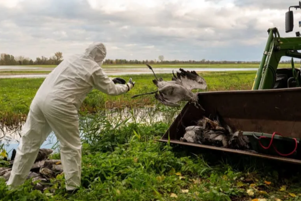 ஜேர்மனியில் பரவும் பறவைக்காய்ச்சல்: அச்சத்தில் விவசாயிகள் | Bird Flu Outbreak Sparks Fear Germany Farmers ஜேர்மனியில் பரவும் பறவைக்காய்ச்சல்: அச்சத்தில் விவசாயிகள் | Bird Flu Outbreak Sparks Fear Germany Farmers