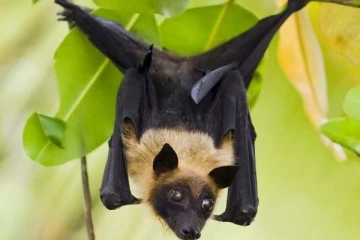 தலையில் வௌவால் அடித்தால் மரணம் ஏற்படுமா? உடனே இதை செய்துடுங்க