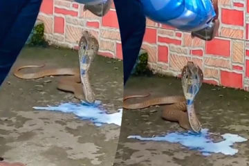 Viral Video: பால் குளியல் போடும் பாம்பு! இணையத்தை கலக்கும் காட்சி