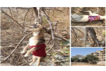 2 நாய்க்குட்டிகள் கழுத்து நெரித்து மரத்தில் தூக்கிலிடப்பட்ட கொடூரம்... - நெஞ்சை ரணமாக்கும் புகைப்படம்...!