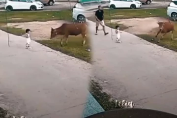 குழந்தையை முட்ட வந்த மாடு... தலைதெறிக்க ஓட வைத்தது யார் தெரியுமா?