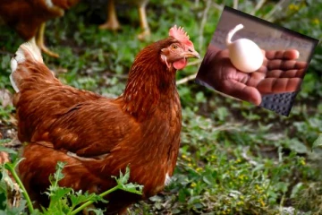 இலங்கையில் வாலுடன் அதிசய கோழி முட்டை! விசித்திர சம்பவம்