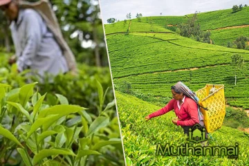 பெருந்தோட்டத் தொழிலாளர்களுக்கான புதிய வேதன நடைமுறைக்கு கிடைத்துள்ள அனுமதி