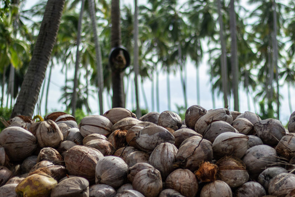 தேங்காய்க்கும் தட்டுப்பாடு ஏற்படும் நிலமை வரலாம் | Shortage Of Coconuts Authority Is Responsible