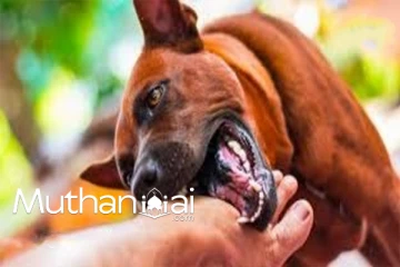 யாழில் பல்கலைக்கழக சிங்கள யுவதியை பதம்பார்த்த நாய் ; வெளியான தகவலால் அதிர்ச்சி!