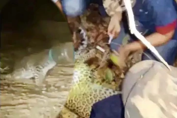 மனிதர்களின் அலட்சியம்: பிளாஸ்டிக் போத்தலில் சிக்கித்தவித்த சிறுத்தை