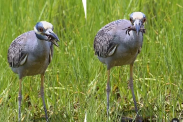 நண்டை விழுங்கிய நாரை... தொண்டையில் துடிதுடிக்கும் அதிர்ச்சி காட்சி