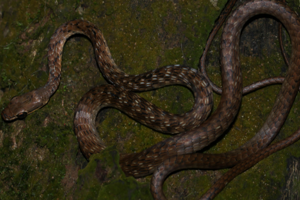 ஆயிரக்கணக்கான மக்களின் உயிரை காப்பாற்றிய யுவதி மர்ம நோயால் மரணம் | Young Girl Dies In Mysterious Disease