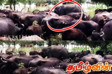 அகதியாக எருமைகளுடன் வந்த யானைக்குட்டி