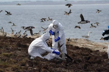 பொதுமக்களுக்கு இதனால் ஆபத்தா? பறவைக் காய்ச்சல் தொடர்பில் கனேடிய நிபுணர்கள் கருத்து