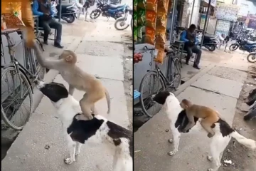 Viral Video! மும்முரமாக திருடும் குரங்கு தோல் கொடுக்கும் நாய்: இரண்டு பேரும் செய்ற வேலைய நீங்களே பாருங்க!