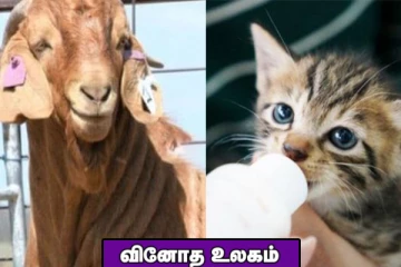 15.6 லட்சத்திற்கு ஏலம் போன ஆடு! ஆபரேஷன் தியேட்டர் வரை நடனமாடி கொண்டே சென்ற சிறுவன்.. வினோத உலகம்