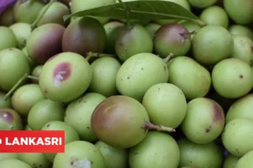 உடலில் பித்தம் குறைக்க அதிமருந்தாகும் களாக்காய்யின் நன்மைகள்!