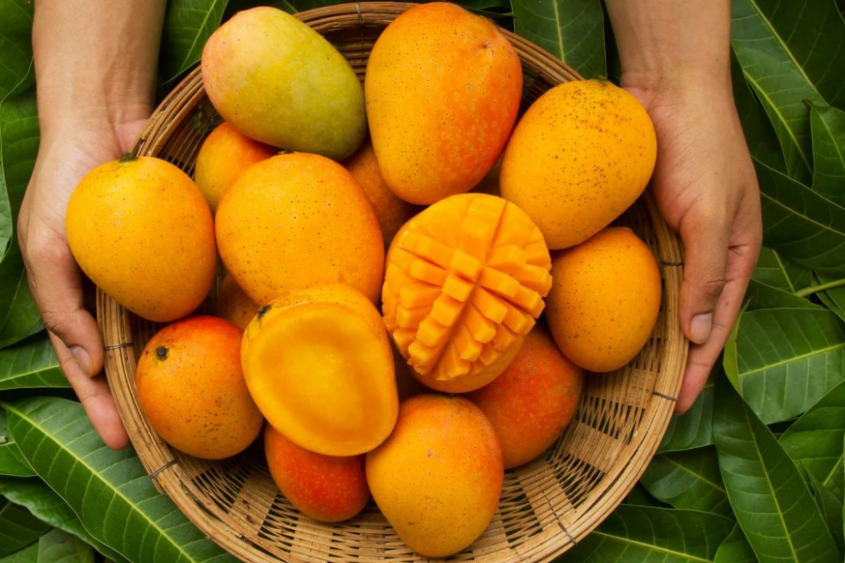 தினமும் எத்தனை மாம்பழம் சாப்பிடலாம்? இதையும் கவனிங்க | Watch Out For This When Eating Mangoes தினமும் எத்தனை மாம்பழம் சாப்பிடலாம்? இதையும் கவனிங்க | Watch Out For This When Eating Mangoes