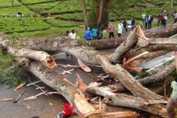 கொட்டகலை வைத்தியசாலைக்கு அருகில் முறிந்து விழுந்துள்ள பாரிய மரம்