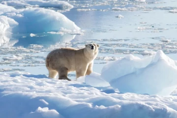 கனடாவில் மனைவியை காக்க பனிக்கரடி மீது பாய்ந்த கணவன்