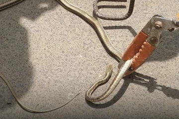 பைக்கில் புகுந்த விஷப்பாம்பு - போராடி பிடித்த தீயணைப்புத்துறையினர் - விழுப்புரத்தில் பரபரப்பு