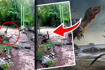 காட்டுக்குள் குட்டி டைனோசர்களா? இணையத்தில் வைரலாகும் வீடியோ