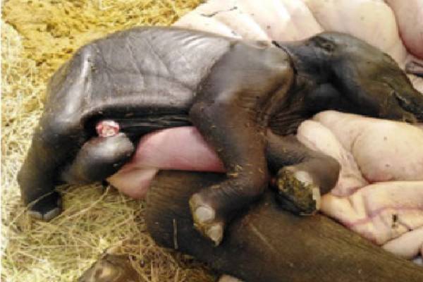 இலங்கையில் கர்ப்பிணி யானை சுட்டு கொல்லப்பட்டதாக தகவல் | Pregnant Elephant Was Shot Dead