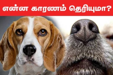 நாய்களின் மூக்கு ஏன் எப்பவும் ஈரமா இருக்குதுன்னு தெரியுமா?