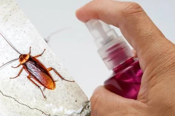 கரப்பான் பூச்சியை கொல்ல முயன்று வீட்டை எரித்த பரிதாபம்