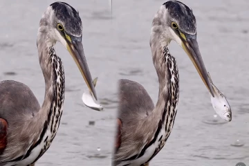Viral Video: மழையில் நாரையிடம் பிடிபட்ட மீன்.. தப்பிக்க நடக்கும் போராட்டத்தைப் பாருங்க