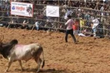 அலங்காநல்லூர் ஜல்லிக்கட்டில் தெறிக்க விட்ட காளை: வீடியோ காட்சிகள்