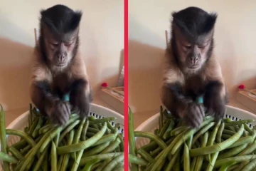 மனிதனுக்கு நிகராக பரபரப்பாக வேலை பார்க்கும் குரங்கு... அசரவைக்கும் காட்சி!