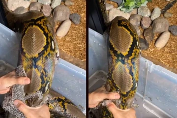 viral video: பாம்பின் தோலை உதிர்க்க உதவுவது சரியா? மெய்சிலிர்க வைக்கும் காணொளி