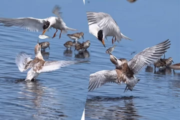 இப்படியா உணவை தானம் கொடுப்பது? நாரையின் சிலிர்க்க வைக்கும் காட்சி