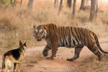 புலியிடம் சண்டையிட்ட நாய் - ஓனரை காப்பாற்றி உயிரைவிட்ட சோகம்!