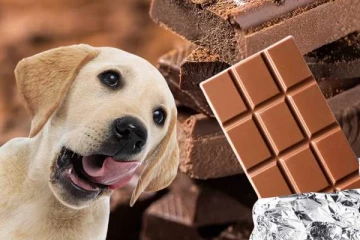 நாய்கள் சாக்லேட் சாப்பிட்டால் ஆபத்தா? அறிவியல் உண்மையை தெரிஞ்சிக்கோங்க
