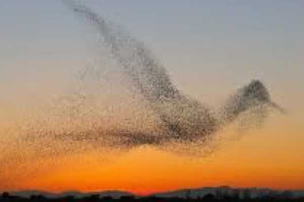 சீன வானில் அதிசயத்தை நிகழ்த்திய பறவைக்கூட்டம் | A Flock Of Birds Performed A Miracle In Chine Sky சீன வானில் அதிசயத்தை நிகழ்த்திய பறவைக்கூட்டம் | A Flock Of Birds Performed A Miracle In Chine Sky