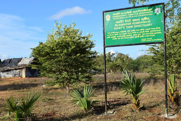 வாய்வெடி தாக்குதலால் யானை பலி: தீவிர விசாரணையில் வனஜீவராசிகள் திணைக்களம்! | Elephant Killed In Mouth Blown Attack