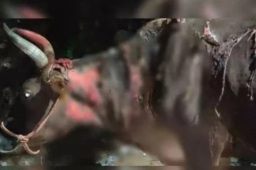 மாடுகள் மீது கொடூரமாக ஆசிட் வீச்சு: தெருநாய்களுக்கு விஷம் - யார் அந்த கொடூர அரக்கர்கள்!