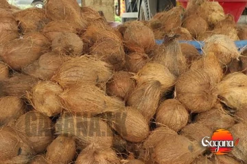 පොල් කෑම ගෙඩි ලක්ෂ 30කින් අඩුවෙලාලු!