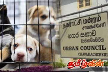 நாய்கள் காப்பகம் அமைக்கும் சாவகச்சேரி நகரசபை!