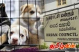 நாய்கள் காப்பகம் அமைக்கும் சாவகச்சேரி நகரசபை!