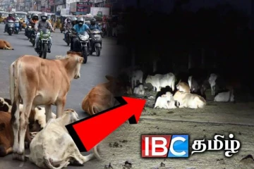 கட்டாக்காலி மாடுகளின் இருப்பிடமாக மாறிய வடமராட்சி கிழக்கு பொது மைதானம்!