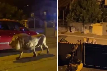 ரோம் நகரில் சுதந்திரமாக சுற்றித்திரிந்த காட்டுராஜா : அச்சத்தில் உறைந்த மக்கள்(காணொளி)