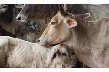 மாடுகளை திருடியதாக கூறி 3 முஸ்லிம் இளைஞர்கள் அடித்துக் கொலை!