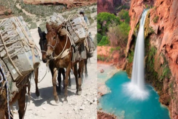 இன்றுவரை கழுதைகள் மூலம் அஞ்சல் அனுப்பப்படும் கிராமம் - ஏன் தெரியுமா..?