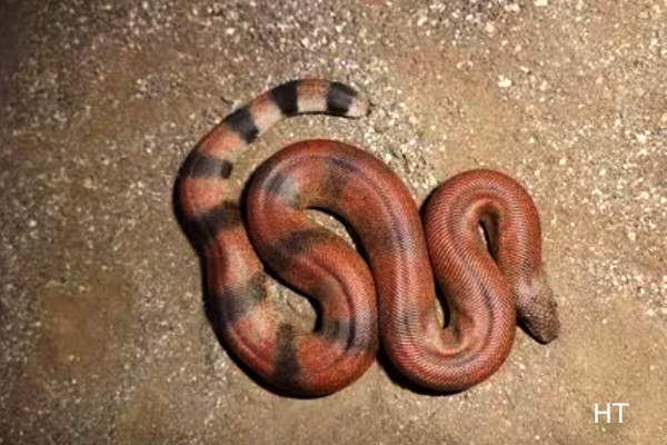 Rare snake worth 1 crore India news, Red Sand Boa seized Gaya railway station, Snake smuggling case Bihar, Rare snake, Red Sand Boa snake, Snake smuggling
