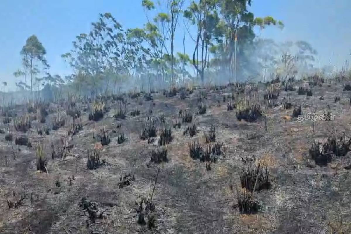 ஹட்டனில் தனியார் நிலத்தில் காட்டுத் தீ: பொலிஸார் வெளியிட்டுள்ள சந்தேகம் | Forest Fire On Private Land In Hatton