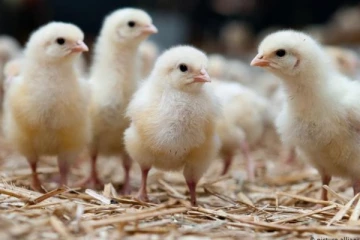 ஜேர்மனியில் அடுத்த ஆண்டு முதல் இதற்கு தடை! நிறைவேறியது புதிய சட்டம்