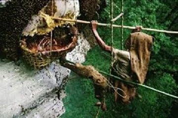 தேன் எடுப்பதற்கு வழங்கப்படவுள்ள அடையாள அட்டை